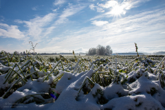 Winter Wunderland in Braunschweig - Januar 21_7